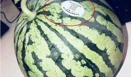 网红吃瓜地址,一场视觉与味蕾的双重盛宴